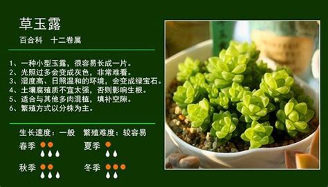 鴻運當頭 植物|植物圖鑑 